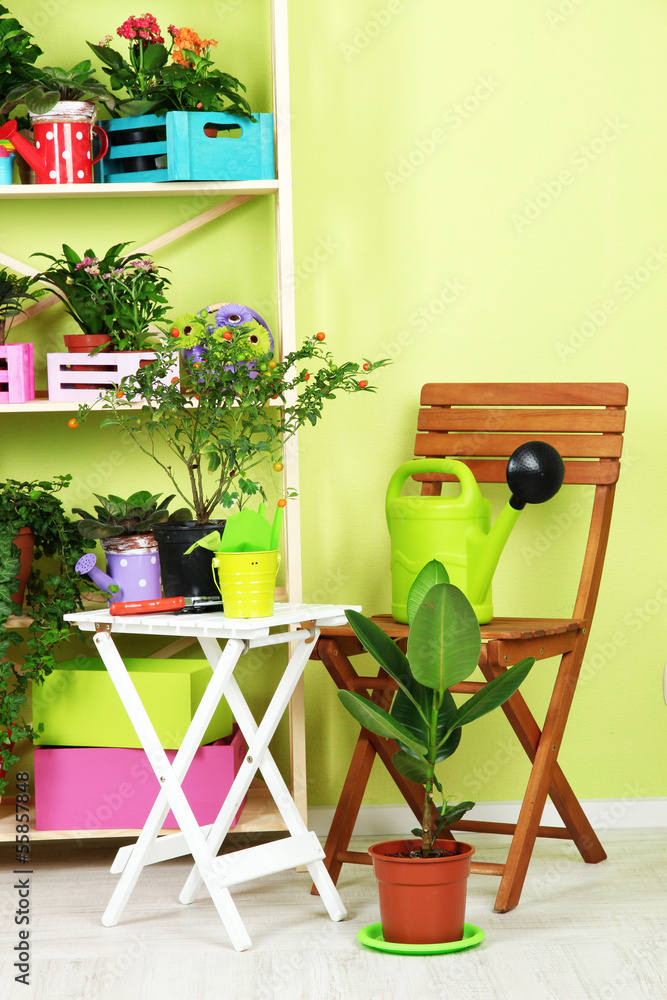 Many beautiful flowers in pots in room