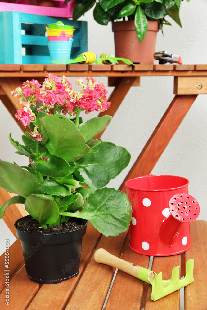 Many beautiful flowers in pots in room close-up