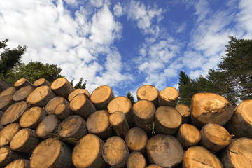 Wall Mural - Wooden Logs with Blue Sky on Background