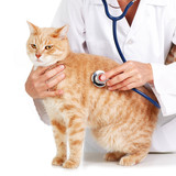 Red cat with veterinarian doctor.