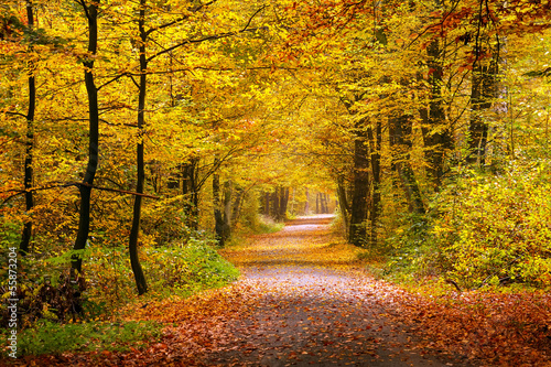 Nowoczesny obraz na płótnie Autumn forest