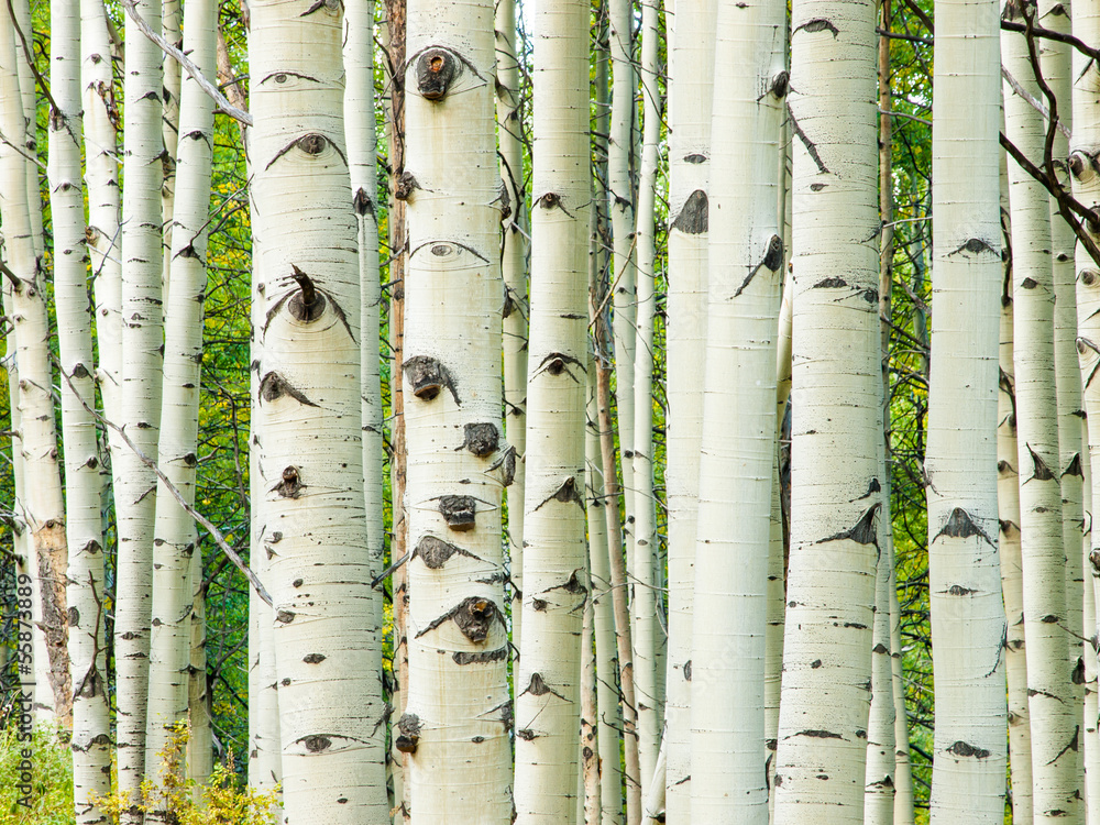 aspen-trunks-in-fall