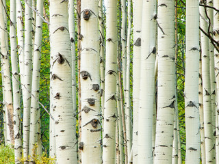 Aufkleber - Aspen Trunks in Fall