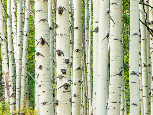 Obraz w ramie Aspen Trunks in Fall