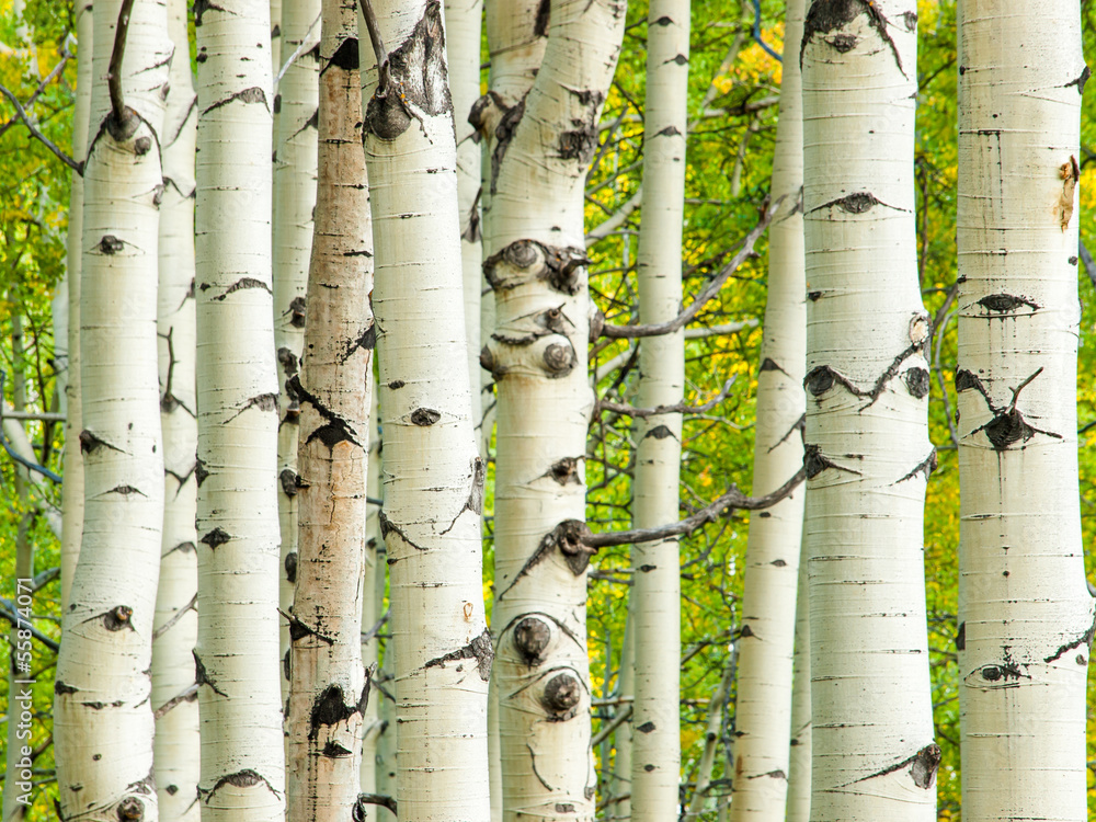aspen-trunks-in-fall