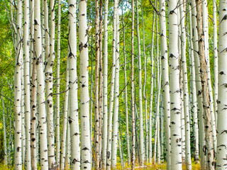 Aufkleber - Aspen Trunks in Fall