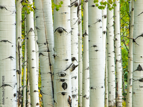 Obraz w ramie Aspen Trunks in Fall