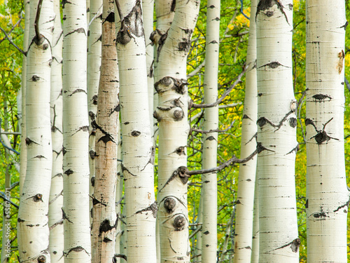 Fototapeta na wymiar Aspen Trunks in Fall