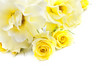 Yellow Roses On White Background