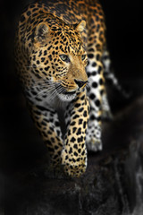 Wall Mural - amur leopard
