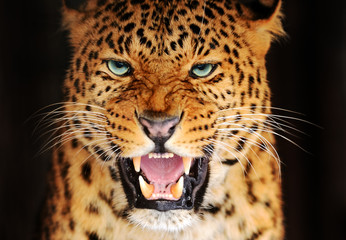 Wall Mural - portrait leopard