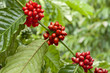 Red coffee beans ripe on the branch of coffee plant