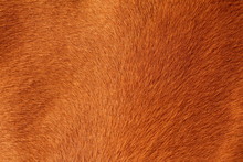 Textured Pelt Of A Brown Horse