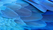 Blue And Gold Macaw Feathers.