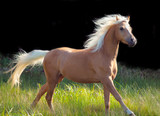 Fototapeta Konie - galoping palomino welsh pony at black background