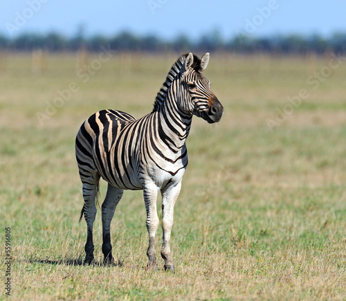 Board z aluminiowym obramowaniem Zebra w południowych stepach