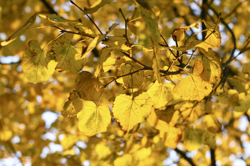 Poster - golden leaves