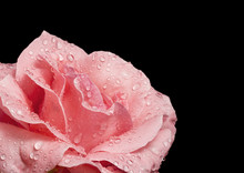 Beautiful Pink Rose With Water Droplets On Black