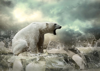 White Polar Bear Hunter on the Ice in water drops.