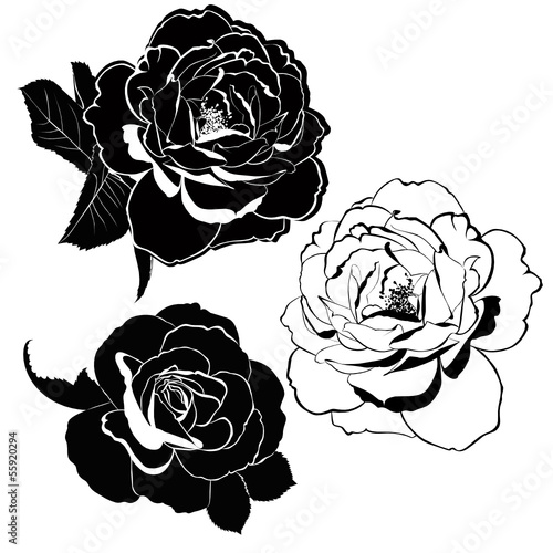 Plakat na zamówienie rose flowers isolated on white background