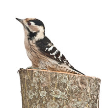 Small Woodpecker, Female