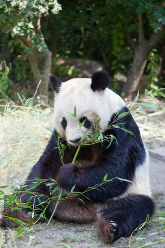 Board z aluminiowym obramowaniem Wielka panda niedźwiadka to bambusowe ucieczki
