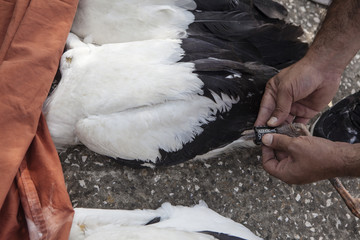 Wall Mural - Equipping storks with gps