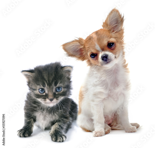 Fototapeta na wymiar puppy chihuahua and kitten