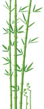 Fototapeta Sypialnia - Bamboo illustration