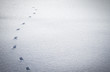 canvas print picture - Fußspur eines Tieres im Schnee