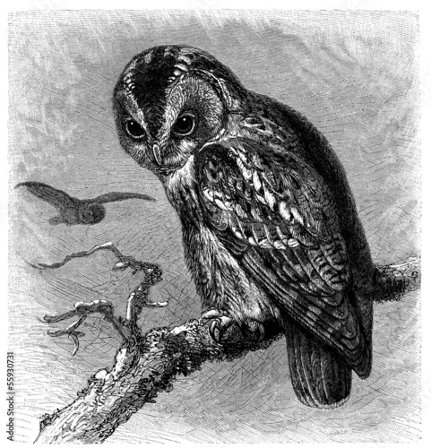 Board z aluminiowym obramowaniem Ptak: sowa - hibou - eule