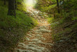 Märchenhafter Steinweg im Wald