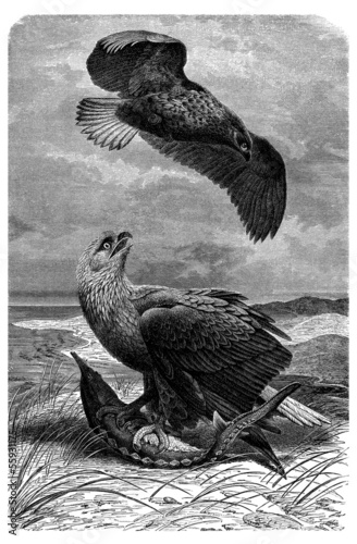 Board z aluminiowym obramowaniem Ptak: orzeł rybacki - aigle pêcheur - seeadler