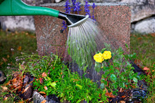 Watering Flowers On Grave