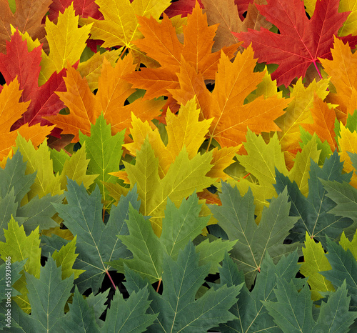 Obraz w ramie Autumn Pattern