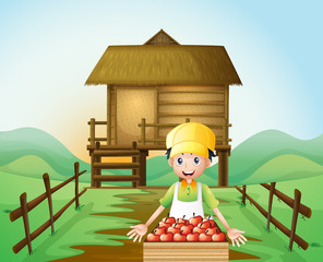 Wall Mural - A farmer harvesting apples