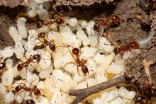 Red Ants With White Eggs On Anthill