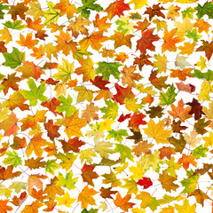 Wall Mural - Seamless background of falling autumn leaves, on white.