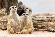 Group Of Cute Meerkat