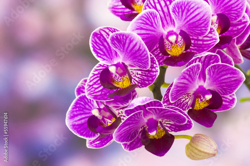 Board z aluminiowym obramowaniem Piękna różowa orchidea - phalaenopsis