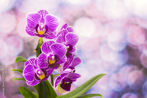 Board z aluminiowym obramowaniem Piękna różowa orchidea - phalaenopsis