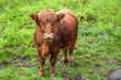 Scottish Highland Red Calf