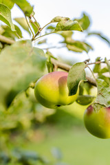 Wall Mural - Apple tree branch