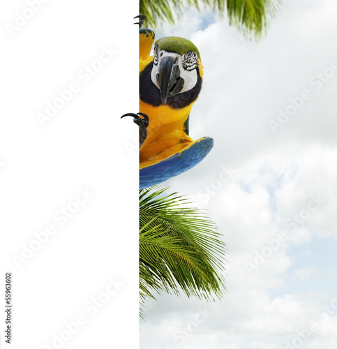 Naklejka na drzwi Blue And Yellow Macaw Parrot