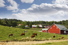 Old Rural Country-side With Red Farms And Cattle