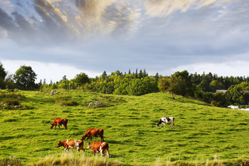 Wall Mural - cattle grazing in peaceful country-side, rural sweden