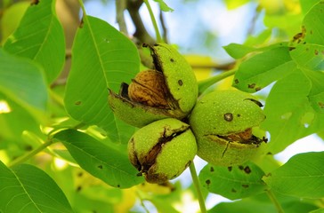 Canvas Print - Walnussbaum - walnut tree 10