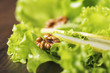 salad close-up