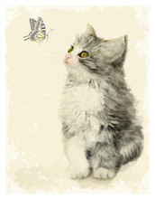 Vintage Greeting Card With Fluffy Kitten And Butterfly.  Imitati