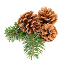 Pine Cones On Branch